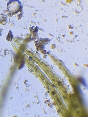 Trichodon cylindricus