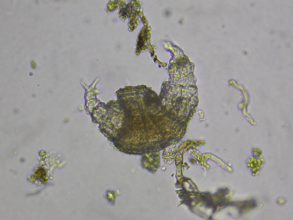 Rotaria sordida