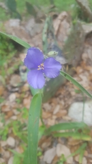 Tradescantia occidentalis