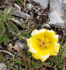 Potentilla leonina