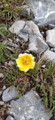 Potentilla leonina