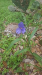 Tradescantia occidentalis