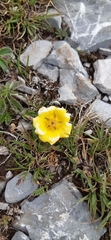 Potentilla leonina