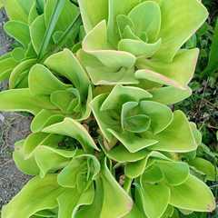 Gibbiflorae