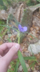 Tradescantia occidentalis