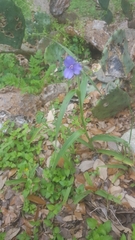 Tradescantia occidentalis