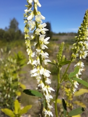 Melilotus albus image