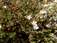 Frankenia chilensis