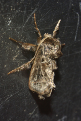 Euclea retroversa