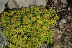 Phedimus kamtschaticus