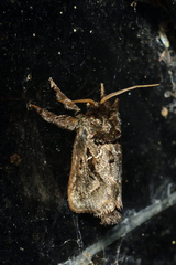 Euclea retroversa