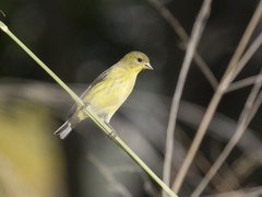 Spinus psaltria
