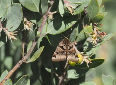 Euclidia ardita