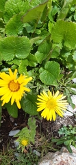 Grindelia greenmanii