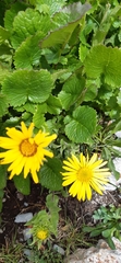 Grindelia greenmanii