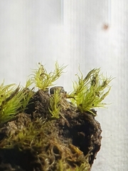 Dicranella schreberiana
