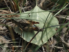 Melanoplus huroni