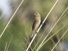 Sporophila minuta