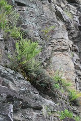 Astrolepis sinuata sinuata