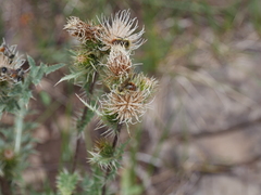 Cirsium eatonii