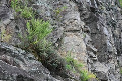 Astrolepis sinuata sinuata