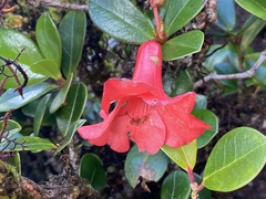 Rhododendron lochiae