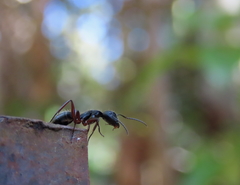 Camponotus hartogi