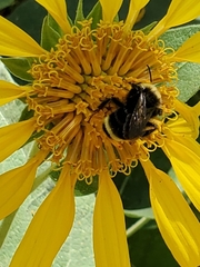 Bombus californicus