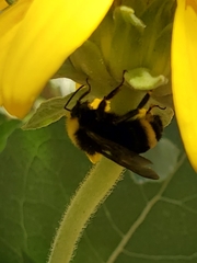 Bombus californicus