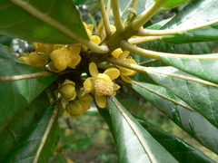 Red-cedar (Uapaca guineensis)