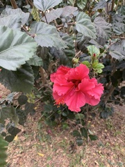 Hibiscus