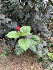 Hibiscus