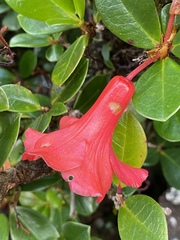 Rhododendron lochiae