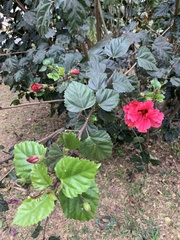 Hibiscus