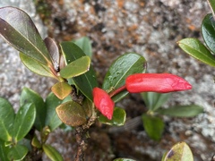 Rhododendron lochiae