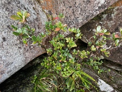 Rhododendron lochiae