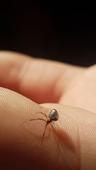 Argyrodes antipodianus