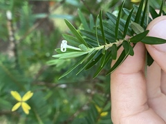 Pimelea aquilonia