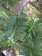 Pimelea aquilonia