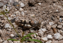 Heliastus benjamini