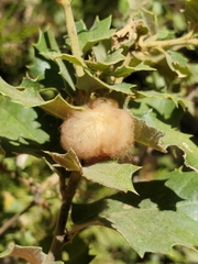 Heteroecus dasydactyli