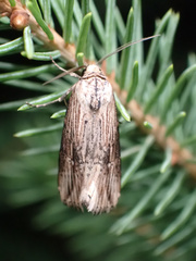Crambodes talidiformis