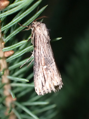 Crambodes talidiformis