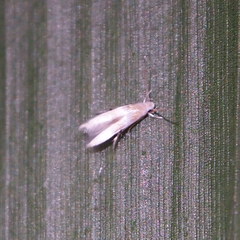 Stathmopodidae