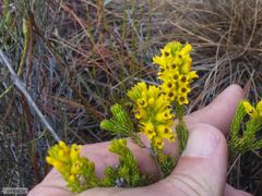 Erica parilis parilis