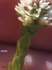 Euchaetis glomerata