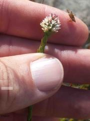 Euchaetis glomerata