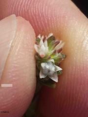 Euchaetis glomerata