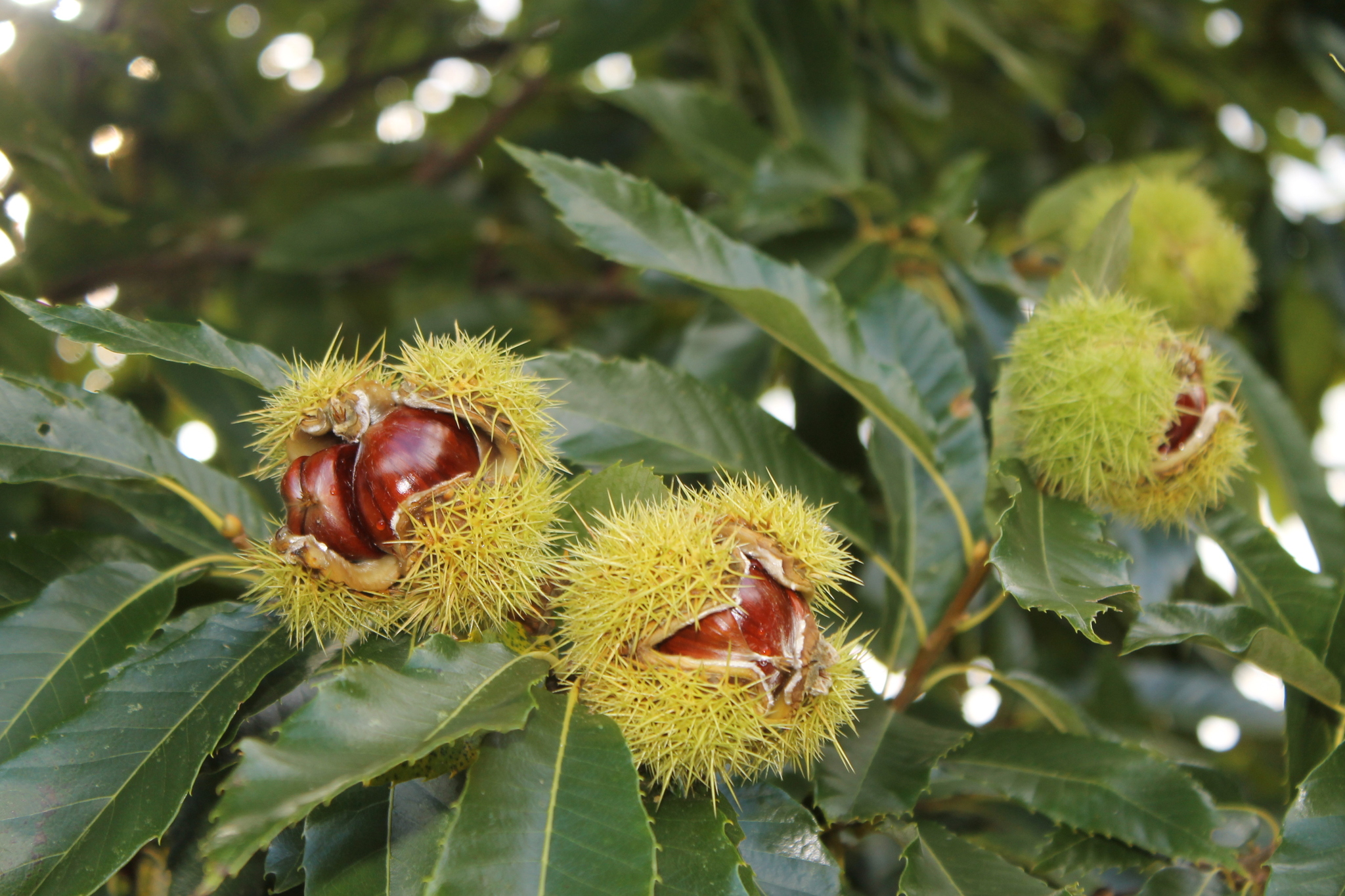 Castanea