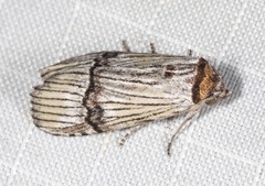 Calathusa taphreuta